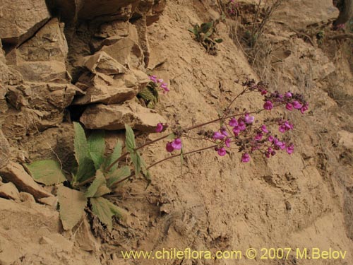 Bild von Calceolaria purpurea (). Klicken Sie, um den Ausschnitt zu vergrössern.