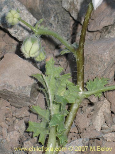 Image of Loasa arnottiana (). Click to enlarge parts of image.