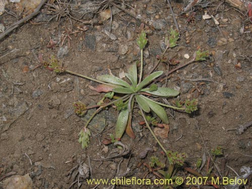 Image of Plantago firma (). Click to enlarge parts of image.