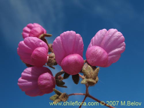 Image of Calceolaria purpurea (). Click to enlarge parts of image.