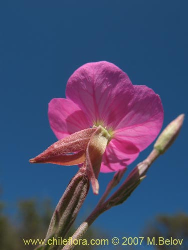 Oenothera roseaの写真