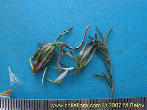 Image of Chaetanthera linearis var. albiflora (). Click to enlarge parts of image.