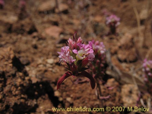 Image of Pleurophora sp. #1317 (). Click to enlarge parts of image.