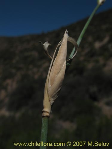 Image of Unidentified Plant sp. #1395 (). Click to enlarge parts of image.