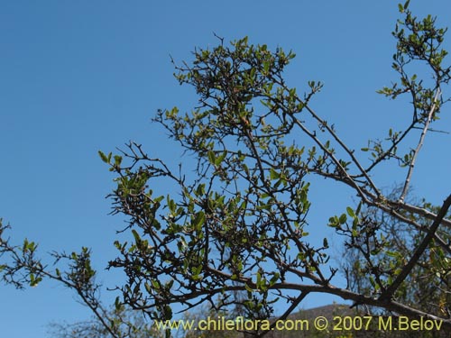 Bild von Bridgesia incisifolia (Rumpiato). Klicken Sie, um den Ausschnitt zu vergrössern.