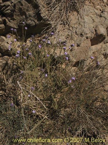 Image of Verbena sp. #3049 (). Click to enlarge parts of image.