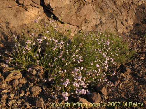 Image of Verbena sp. #3047 (). Click to enlarge parts of image.