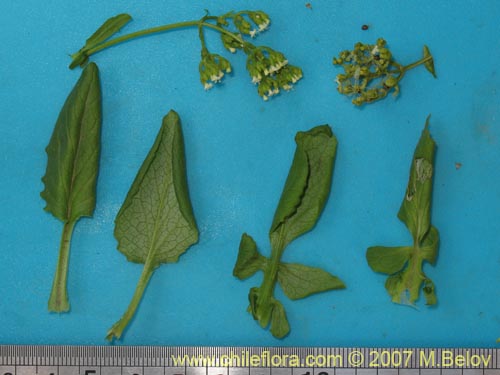 Image of Valeriana sp. #1382 (). Click to enlarge parts of image.