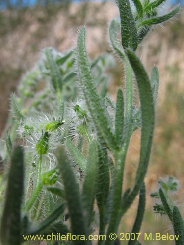 Image of Cryptantha diffusa (). Click to enlarge parts of image.