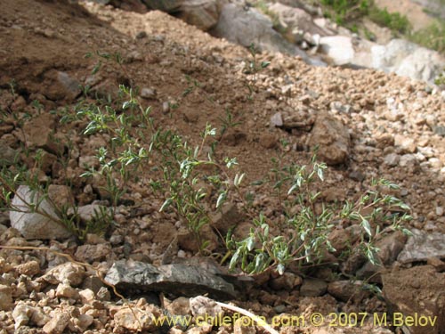 Imágen de Planta no identificada sp. #3015 (). Haga un clic para aumentar parte de imágen.