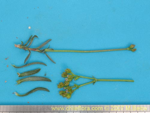 Image of Unidentified Plant sp. #3016 (). Click to enlarge parts of image.