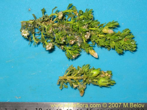 Image of Baccharis sp.  #1008 (). Click to enlarge parts of image.