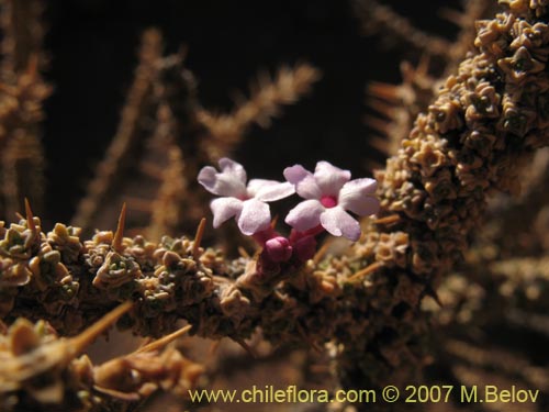 Image of Junellia seriphioides (). Click to enlarge parts of image.