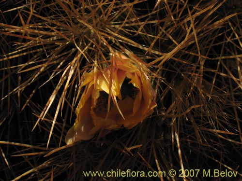Cumulopuntia boliviana ssp. ignescensの写真
