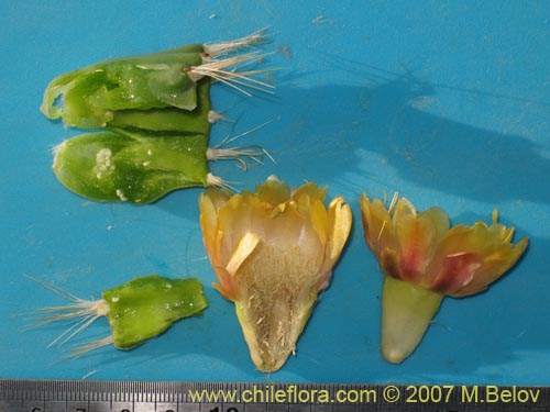 Image of Cumulopuntia boliviana ssp. ignescens (). Click to enlarge parts of image.