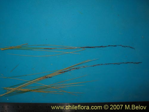 Image of Stipa sp. #1796 (). Click to enlarge parts of image.