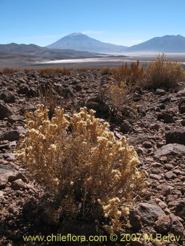 Image of Baccharis boliviensis (). Click to enlarge parts of image.