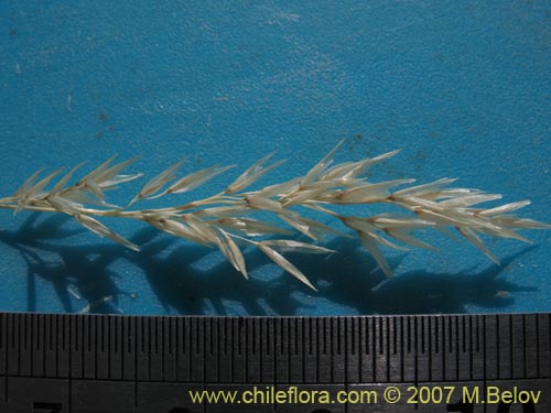 Image of Poaceae sp. #3046 (). Click to enlarge parts of image.