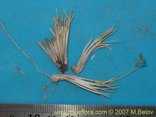 Image of Poaceae sp. #1323 (). Click to enlarge parts of image.