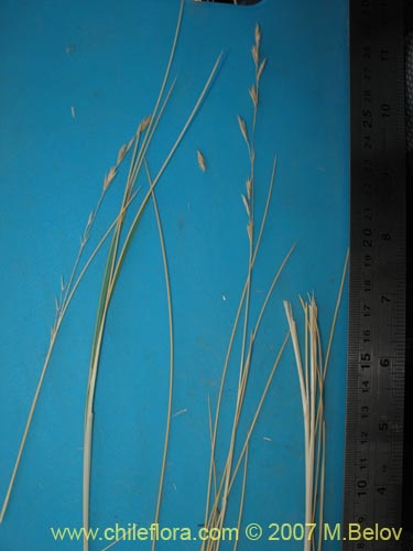 Image of Poaceae sp. #1298 (). Click to enlarge parts of image.