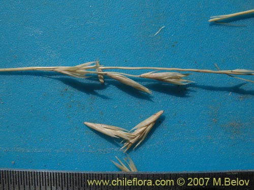 Image of Poaceae sp. #1298 (). Click to enlarge parts of image.