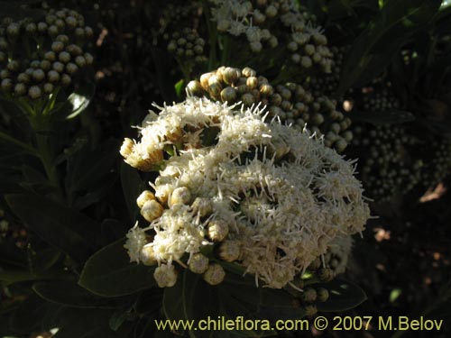 Image of Baccharis scandens (). Click to enlarge parts of image.