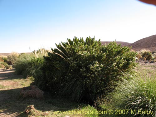 Image of Baccharis scandens (). Click to enlarge parts of image.