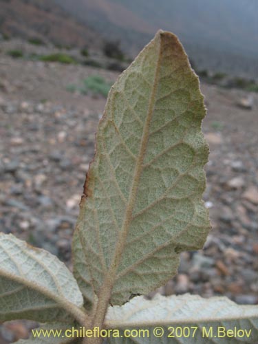 Image of Croton chilensis (). Click to enlarge parts of image.