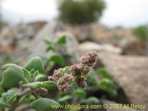 Image of Chenopodium petiolare (). Click to enlarge parts of image.