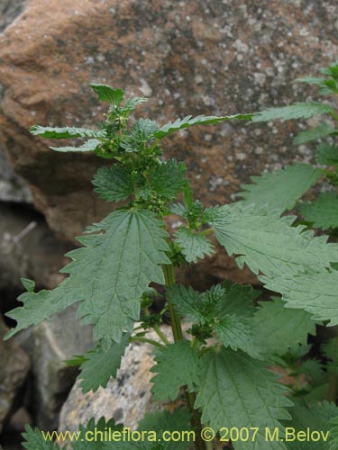 Image of Urtica urens (). Click to enlarge parts of image.