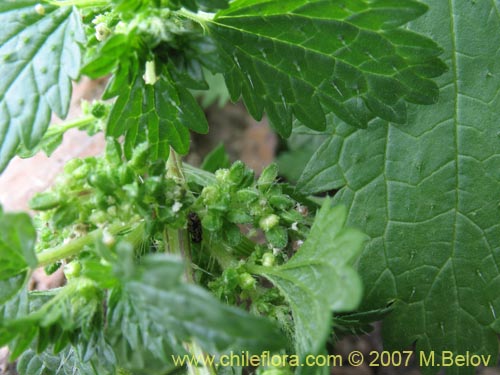 Image of Urtica urens (). Click to enlarge parts of image.