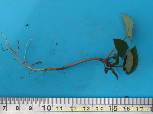 Image of Ipomoea dumetorum (). Click to enlarge parts of image.