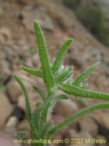 Image of Cryptantha filaginea (). Click to enlarge parts of image.