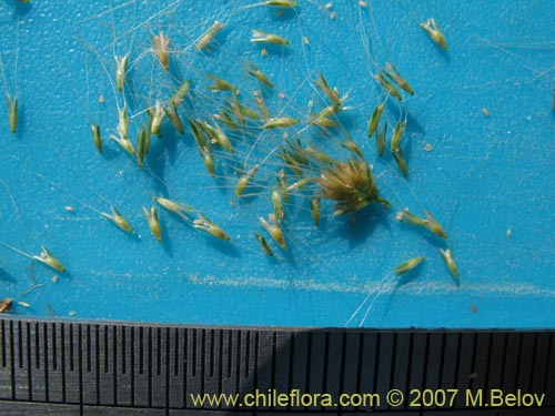 Image of Poaceae sp. #0993 (). Click to enlarge parts of image.