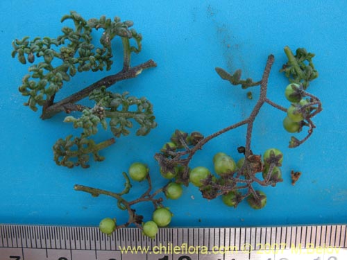 Image of Solanum brachyantherum (). Click to enlarge parts of image.