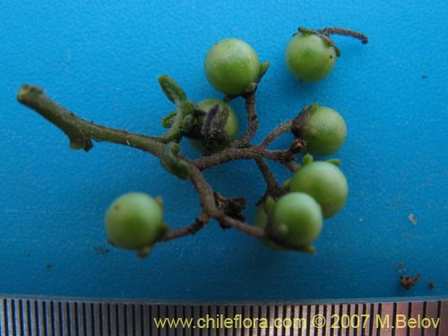 Image of Solanum brachyantherum (). Click to enlarge parts of image.