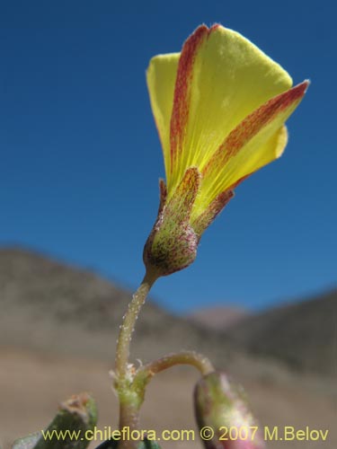 Image of Oxalis sp. #1290 (). Click to enlarge parts of image.