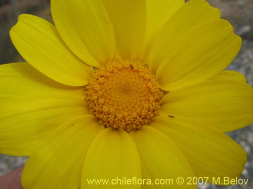Image of Chrysanthemum coronarium (Manzanillon / Antimano / Manzanilla de flor dorada / Mirabeles / Ojo de buey). Click to enlarge parts of image.