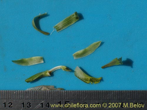 Bild von Chloraea cristata (). Klicken Sie, um den Ausschnitt zu vergrössern.