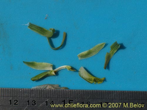 Image of Chloraea cristata (). Click to enlarge parts of image.