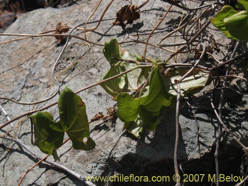 Bild von Dioscorea bryoniifolia (Camisilla). Klicken Sie, um den Ausschnitt zu vergrössern.