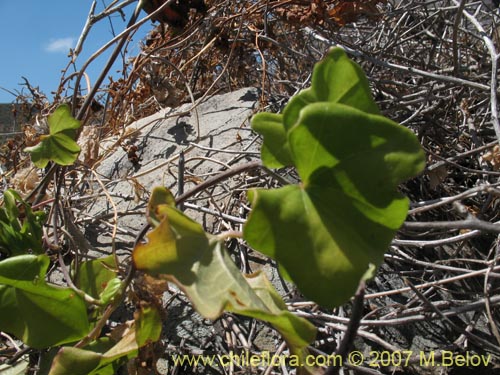 Imágen de Dioscorea bryoniifolia (Camisilla). Haga un clic para aumentar parte de imágen.