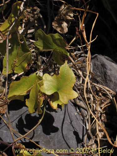 Dioscorea bryoniifolia的照片
