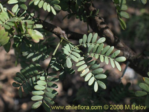 Image of Acacia sp. #1390 (). Click to enlarge parts of image.