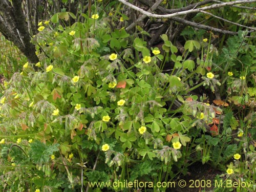 Image of Oxalis sp. #1450 (). Click to enlarge parts of image.