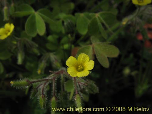 Image of Oxalis sp. #1450 (). Click to enlarge parts of image.