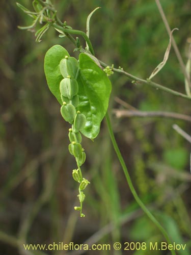 Imágen de Dioscorea parviflora (). Haga un clic para aumentar parte de imágen.