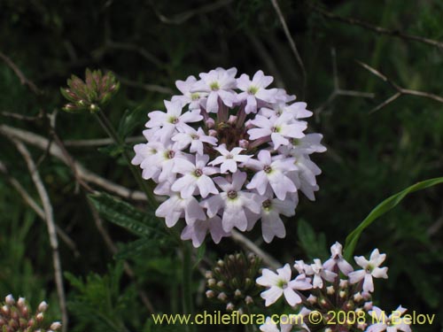 Image of Verbena sp. #3043 (). Click to enlarge parts of image.