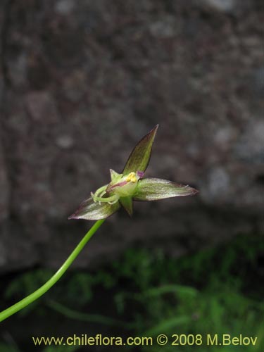 Gilliesia gramineaの写真
