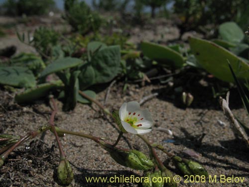 Image of Cistanthe arenaria (). Click to enlarge parts of image.